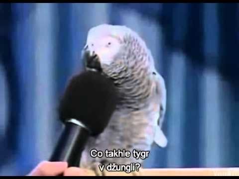 Geniální papoušek Eintstein