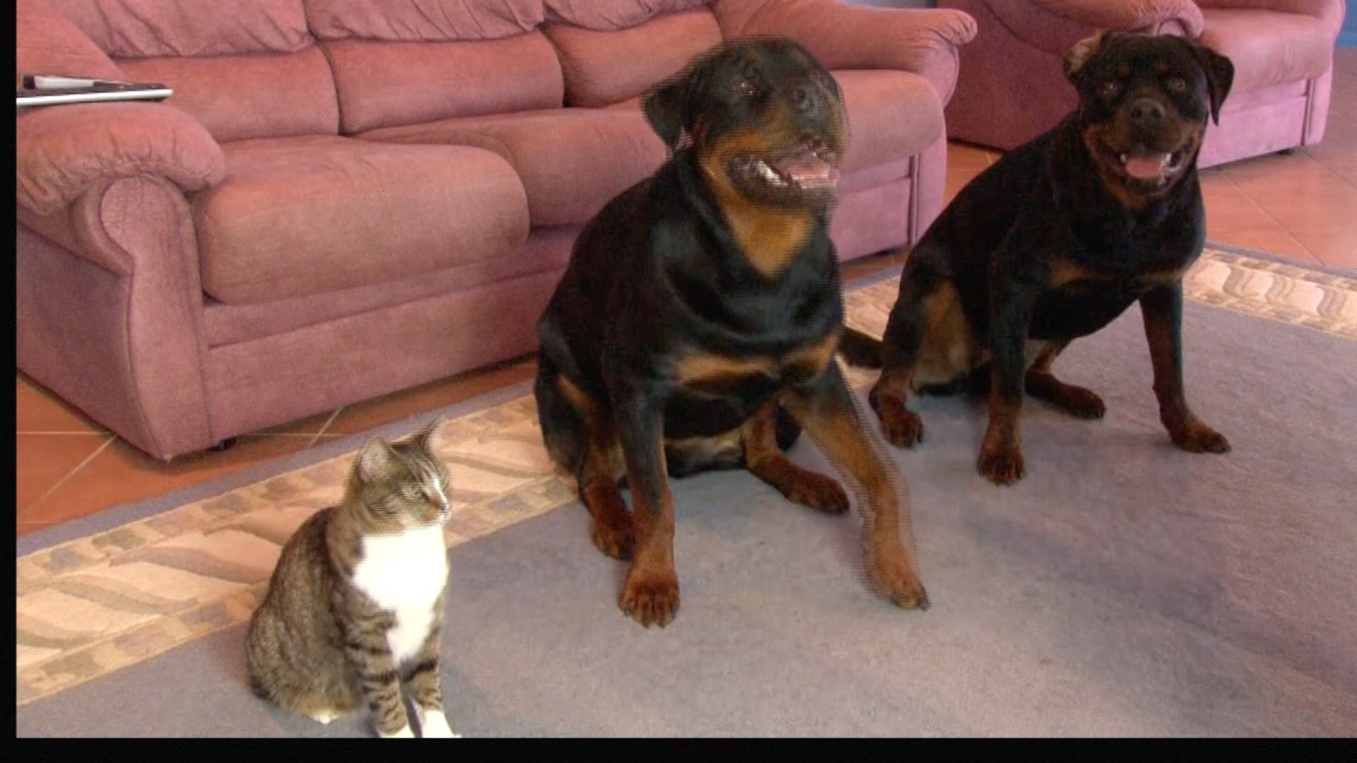 Dva psi a jedna COPY CAT – kočka, která vás překvapí!