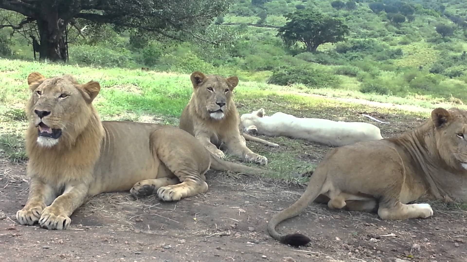 Na co nezapomínat při pozorování lvů v Africe?