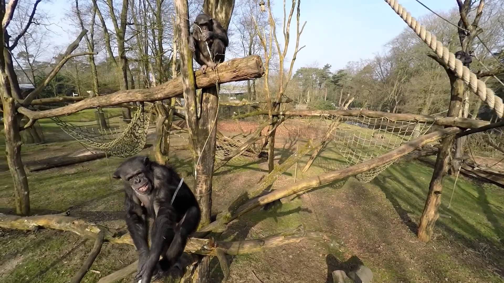 Šimpanz brutálně zaútočil na kameru!
