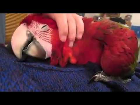 Maximální roztomilost – Mazlení s papouškem
