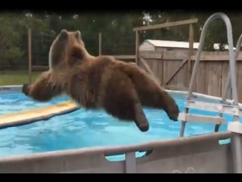 Viděli jste někdy medvěda v bazénu?