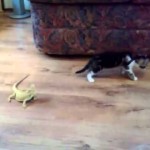 Kotě versus ještěři