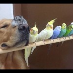 Netypické přátelství: Pes, křeček a 8 papoušků!