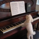 Slyšeli jste někdy psa hrát na piáno?