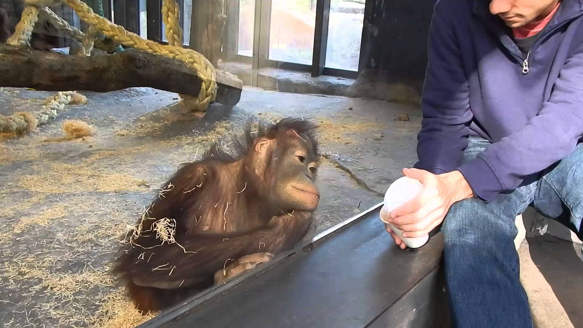 Jaká je reakce orangutana na magický trik?
