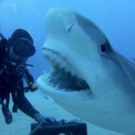 Adrenalin pod vodní hladinou: mazlení se žraloky