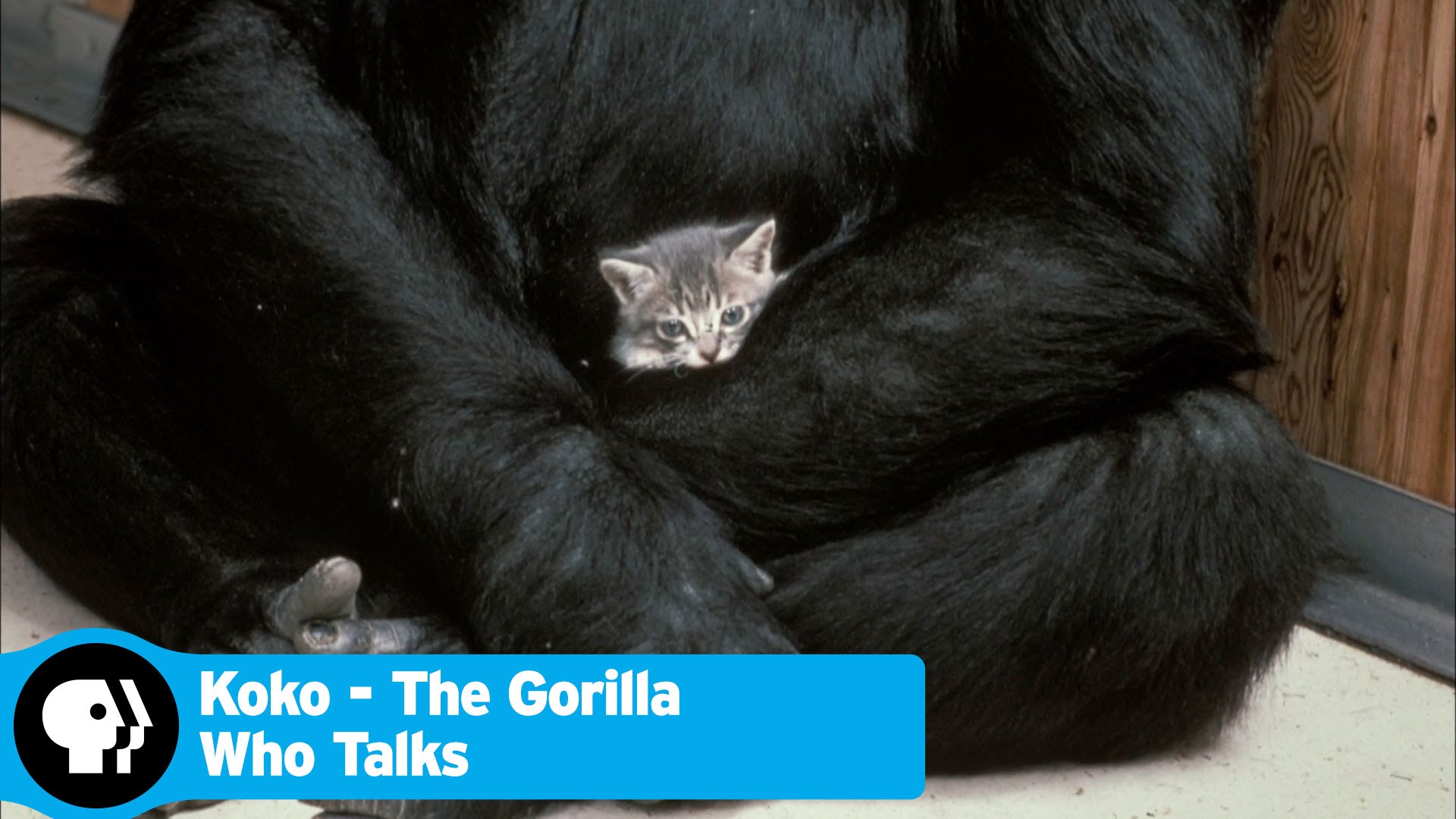 STAL SE ZÁZRAK: Tahle gorila umí mluvit znakovou řečí