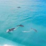 Úžasná relaxační terapie: Delfíni  – zvednou náladu i vám?