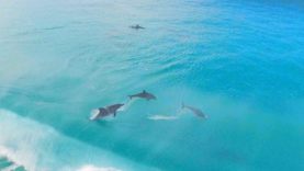 Úžasná relaxační terapie: Delfíni  – zvednou náladu i vám?